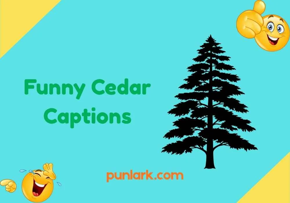 Funny Cedar Captions