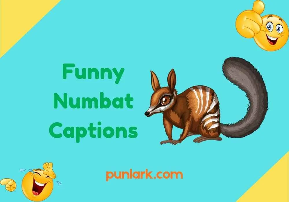 Funny Numbat Captions