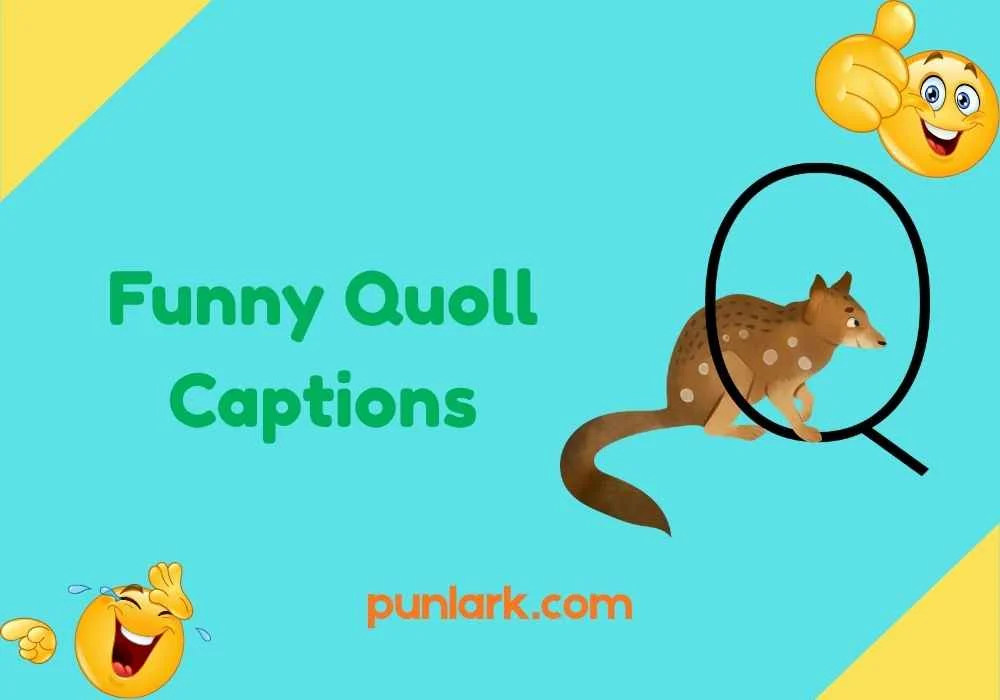 Funny Quoll Captions